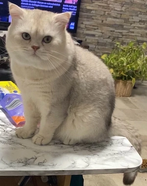 BKH Deckkater Bild 1