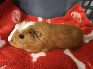 Weibliche Meerschweinchen Babys 