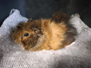 Ganz liebe männliche Meerschweinchen Babys 