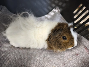 Männchen sehr süße Meerschweinchen Babys 