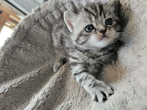britisch kurzhaar tabby mit rot Bild 7