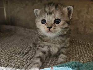 britisch kurzhaar tabby mit rot Bild 5