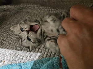 britisch kurzhaar tabby mit rot Bild 6
