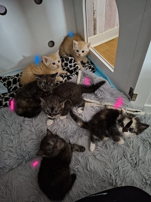 bkh mix kitten