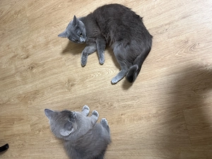 Katzenfamilie 