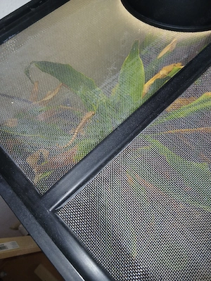 Jungferngecko