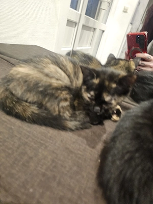 Maine Coon Mix BKH Kitten 