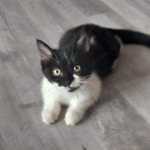 Katze Baby 