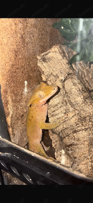 Kronengecko  Krongecko  Gecko