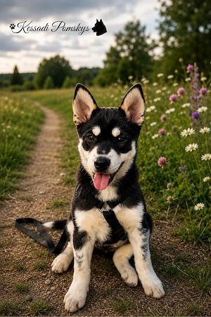 Toller Pomsky Rüde - auszugsbereit