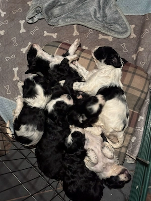 Süße Cocker Spaniel x Border Collie Welpen suchen liebevolle Familie!