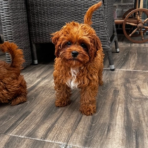 Cavappo welpen sucht neues Haus