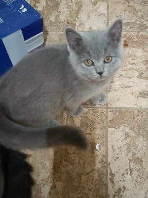 BKH Kitten Bild 2