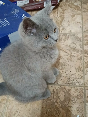 BKH Kitten Bild 4