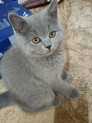BKH Kitten