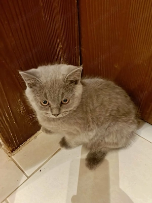 BKH Kitten Bild 3