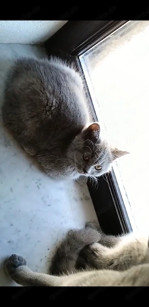 BKH Kitten Bild 5
