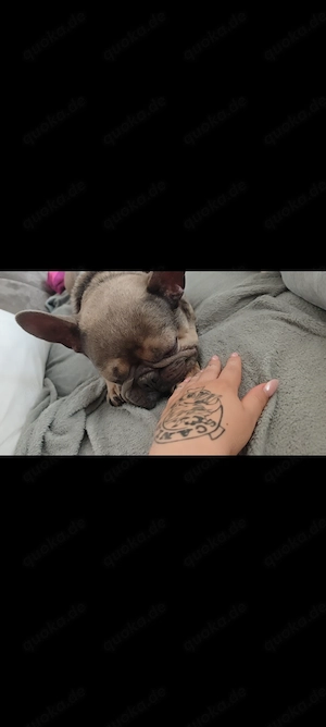 Bailey sucht sein Für-immer-Zuhause 