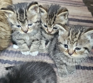 Babykater Angora Mix Kitten ab Oktober abzugeben 