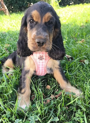 Zauberhafte Englische Cockerspaniel