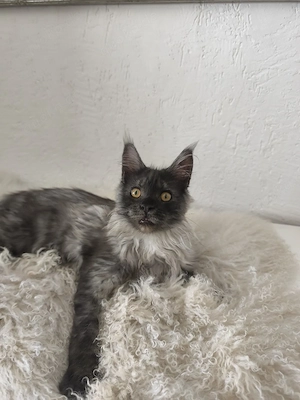 Maine Coon Kater Bild 2