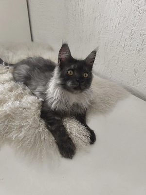 Maine Coon Kater