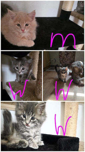 Maine Coon-Babys 