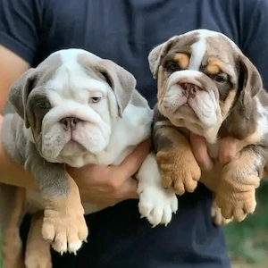  Englische Bulldoggen Welpen