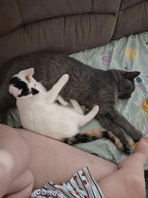 weißes kitten (LUNA) Sucht neues zuhause