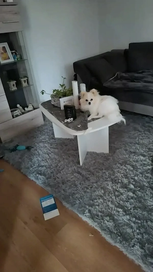 Pomeranien Zwergspitz Amy