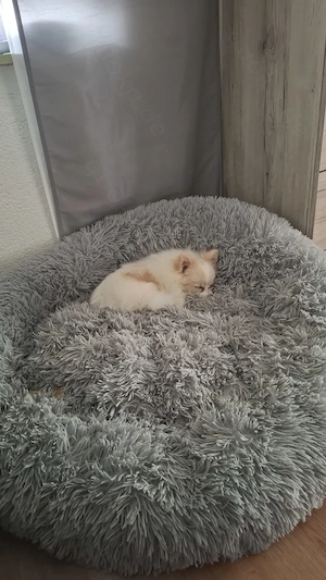 Pomeranien Zwergspitz Amy