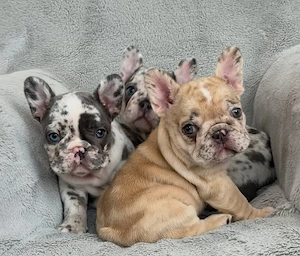 Französische Bulldogge Welpe sucht ein zu Hause