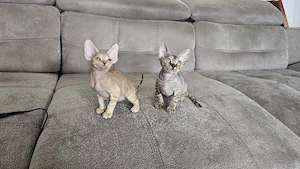 Süße Devon Rex Kitten (2 Mädchen & 1 Junge) zu verkaufen