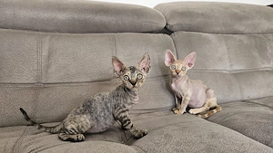Süße Devon Rex Kitten (2  Bild 3