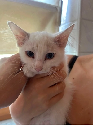 Ragdoll-mix-kitten suchen liebevolles Zuhause    