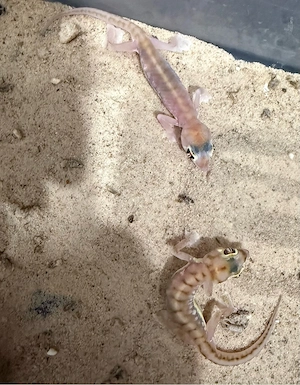 Namibgecko (Pachydactylus rangei