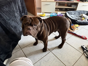 Old Englisch Bulldogge Rüde