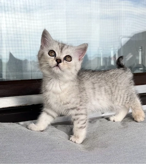 BKH BLH kitten 
