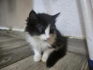kitten, Kätzchen, katzen