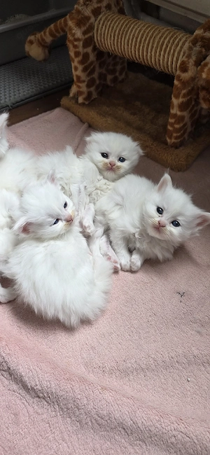 Wunderschöne Britisch-Langhaar-Kitten suchen ein liebevolles Zuhause