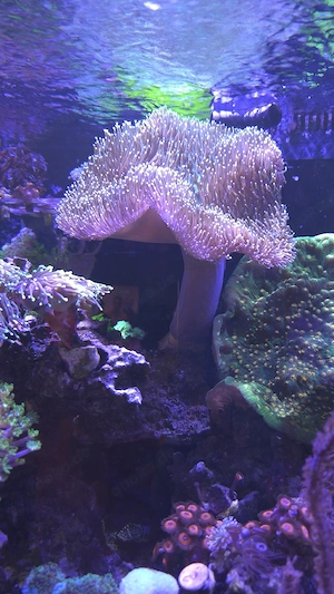 Pilzlederkoralle 