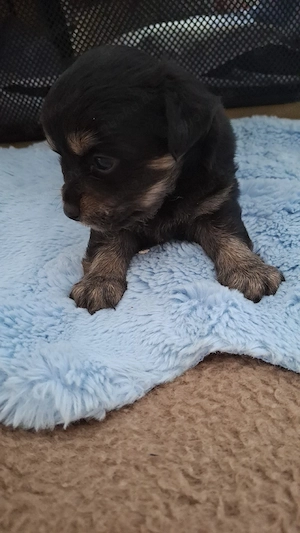 YORKI Terrier  Chihuahua  Mix