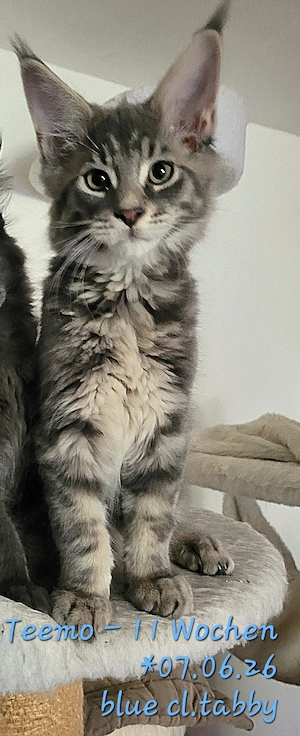 Maine Coon Kätzchen, typvoll mit Stammbaum