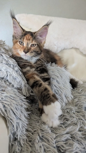 Maine Coon Kitten geb  am 22.04.2026 mit Ahnentafel ,suchen ab sofort ein neues,tolles Zuhause