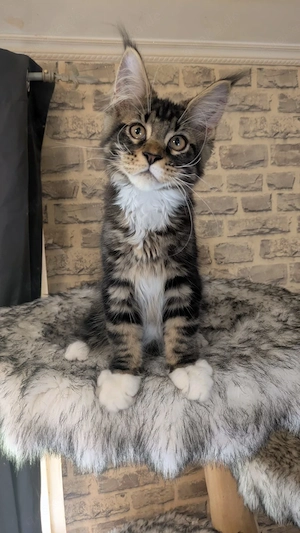 Maine Coon Kitten geb  am 22.04.2026 mit Ahnentafel ,suchen ab sofort ein neues,tolles Zuhause