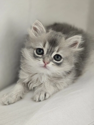 Hübsches langhaariges Babykatzenmädchen