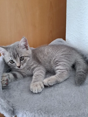 BKH Baby Kätzchen 