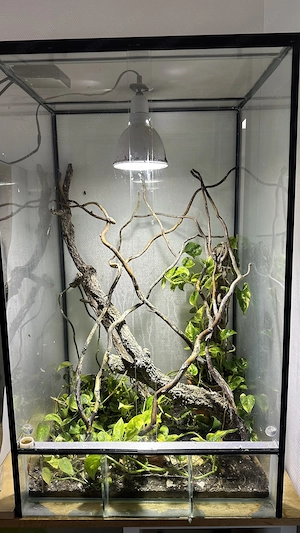 Kronengeckos und Terrarium 