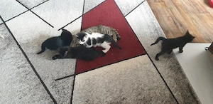 Vier Katzenbabys in liebevolle Hände abzugeben