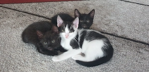 Katzenbabys in liebevolle Hände abzugeben